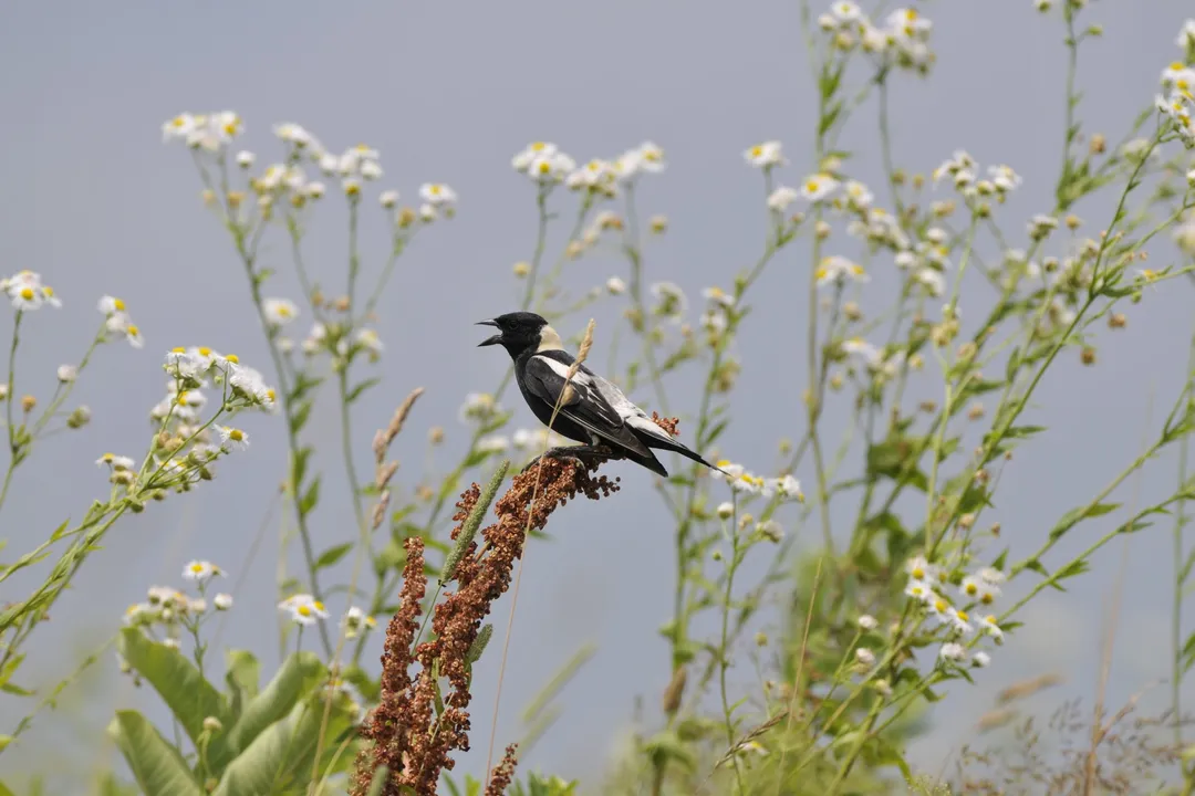 Are bobolink populations declining?, Song Unique