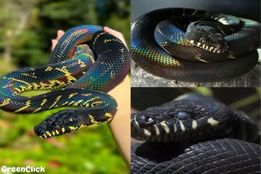 Are Boelen's pythons rare?, Distribution Isolation