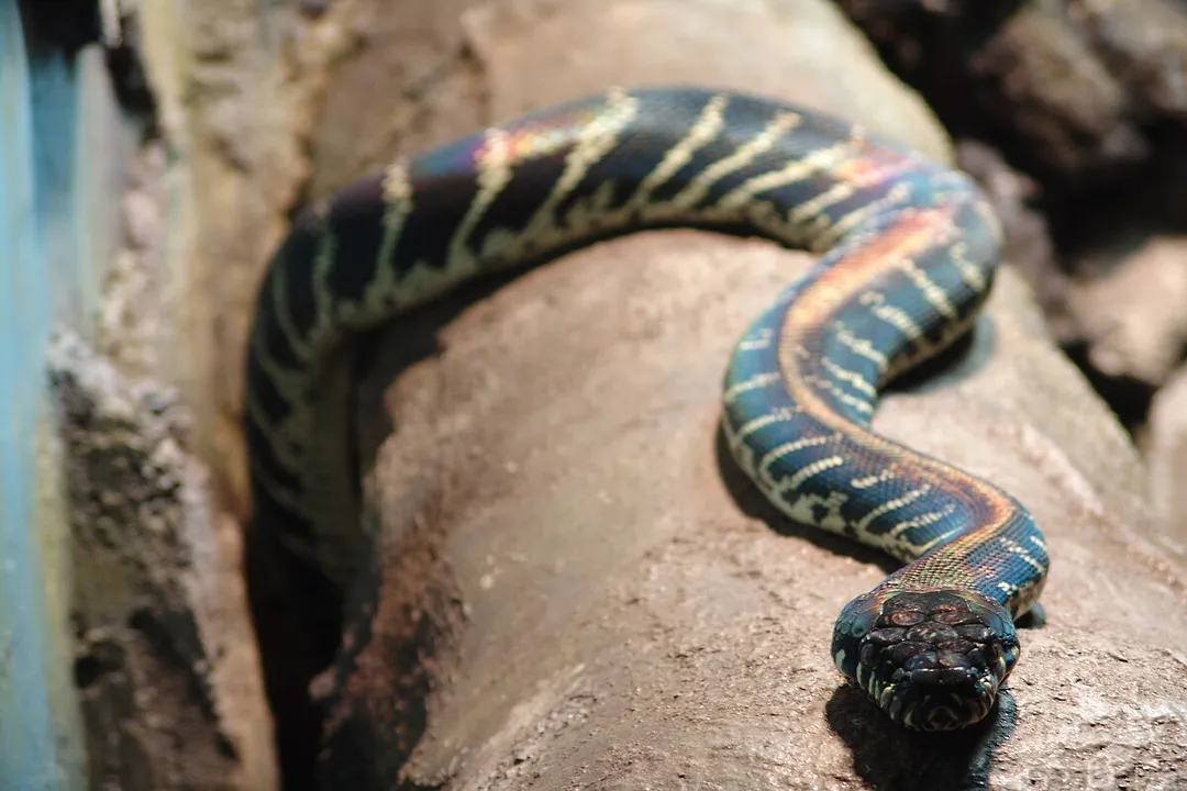 Are Boelen's pythons rare?, Legal Status