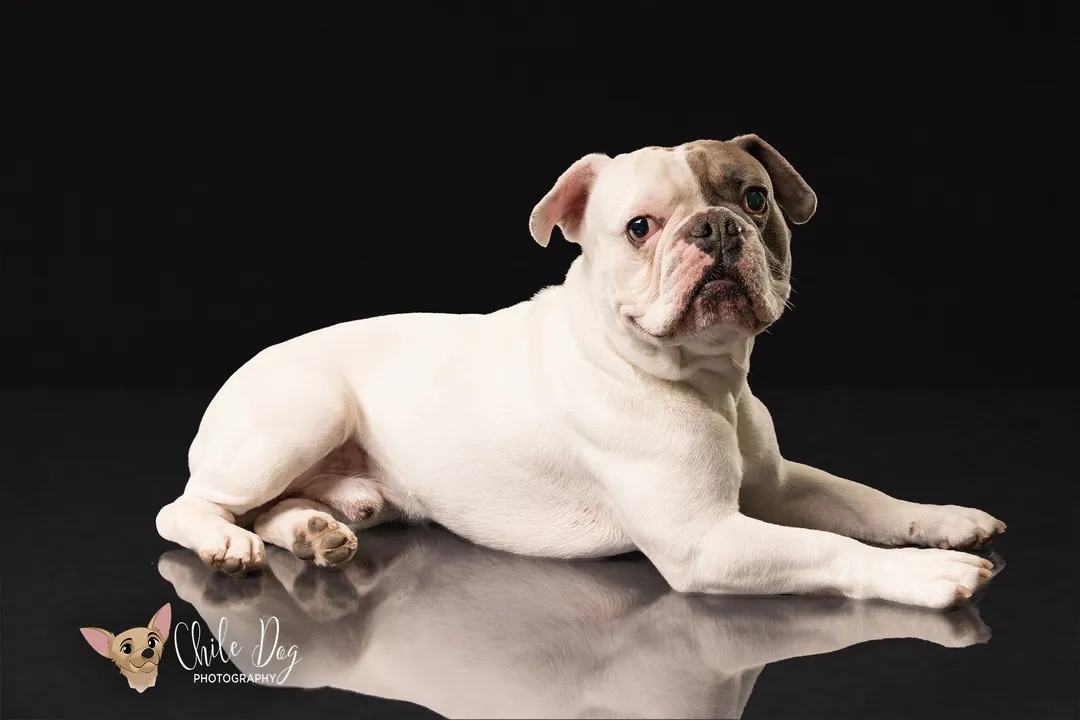 Are Bulldog mix good dogs?, Health Considerations