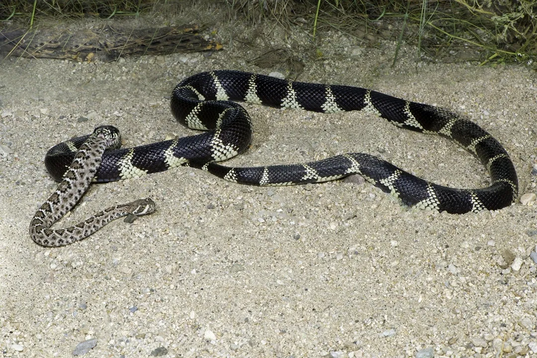 Are California kingsnakes immune to rattlesnake venom?, Degrees of Protection