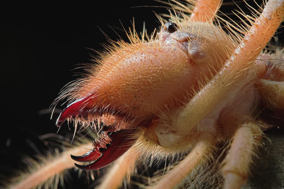 Are camel spiders a type of scorpion?