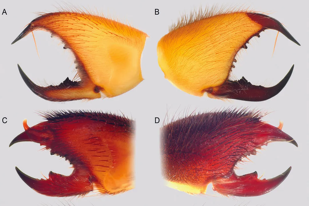 Are camel spiders a type of scorpion?, Debunking Fierce Folklore
