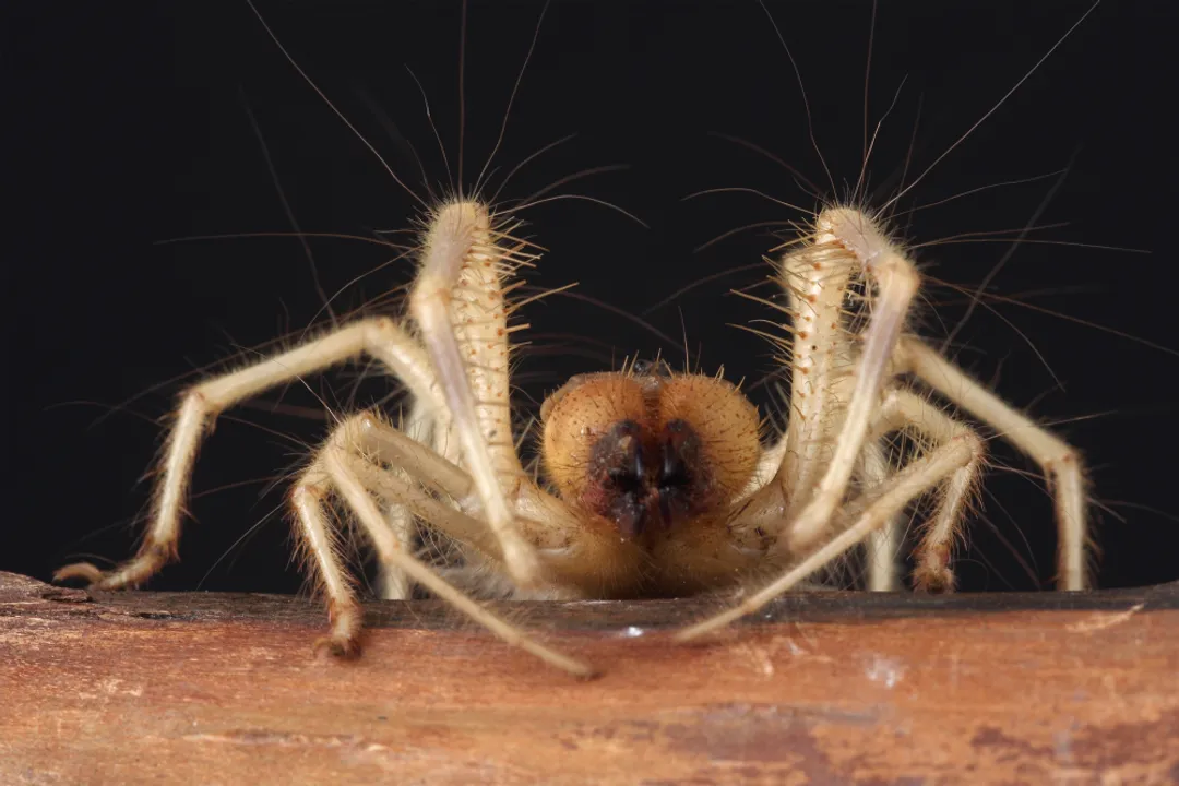 Are camel spiders a type of scorpion?, Arachnid Relatives