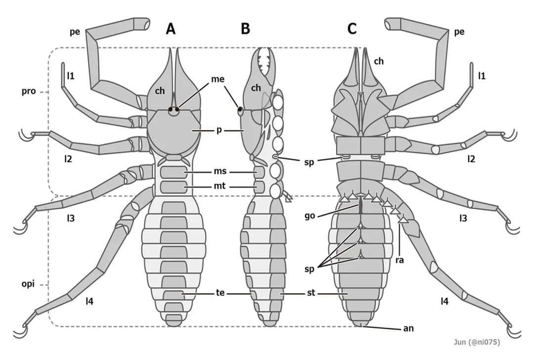 Are camel spiders a type of scorpion?, Jaw Power Evolution