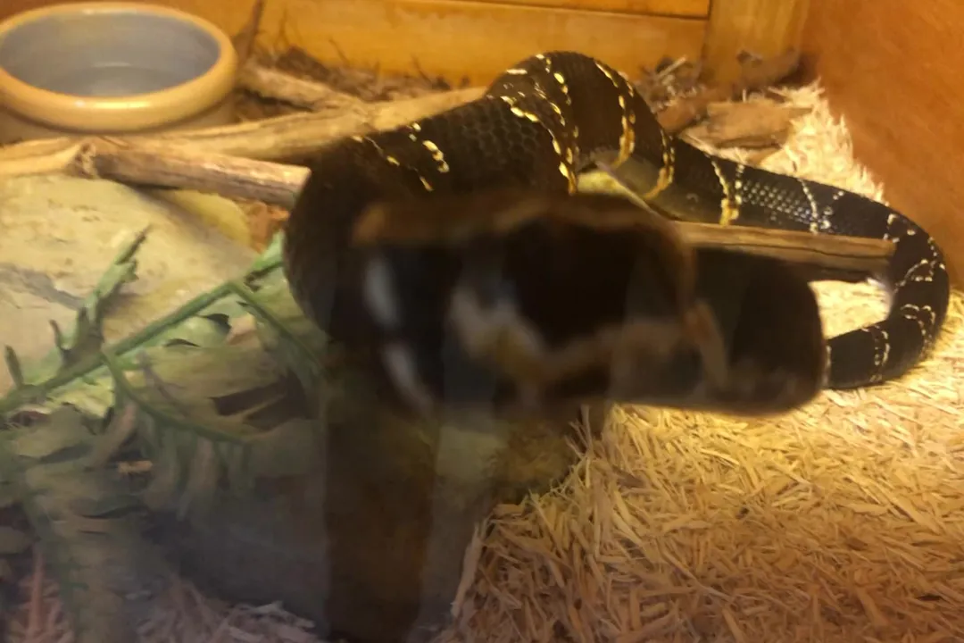 Are cantil snakes related to copperheads?, Genus Memberships