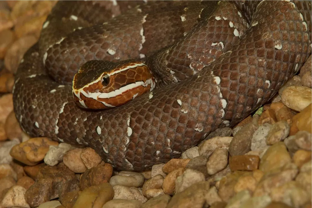 Are cantil snakes related to rattlesnakes?, Morphology Matters