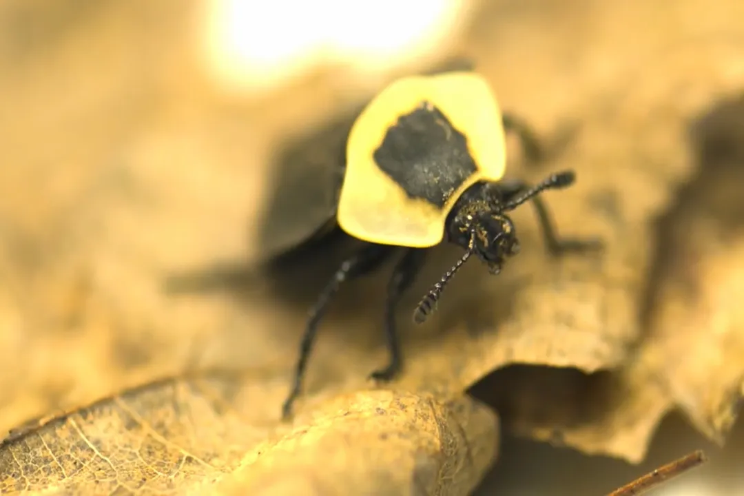 Are carrion beetles pests?, Pest Status