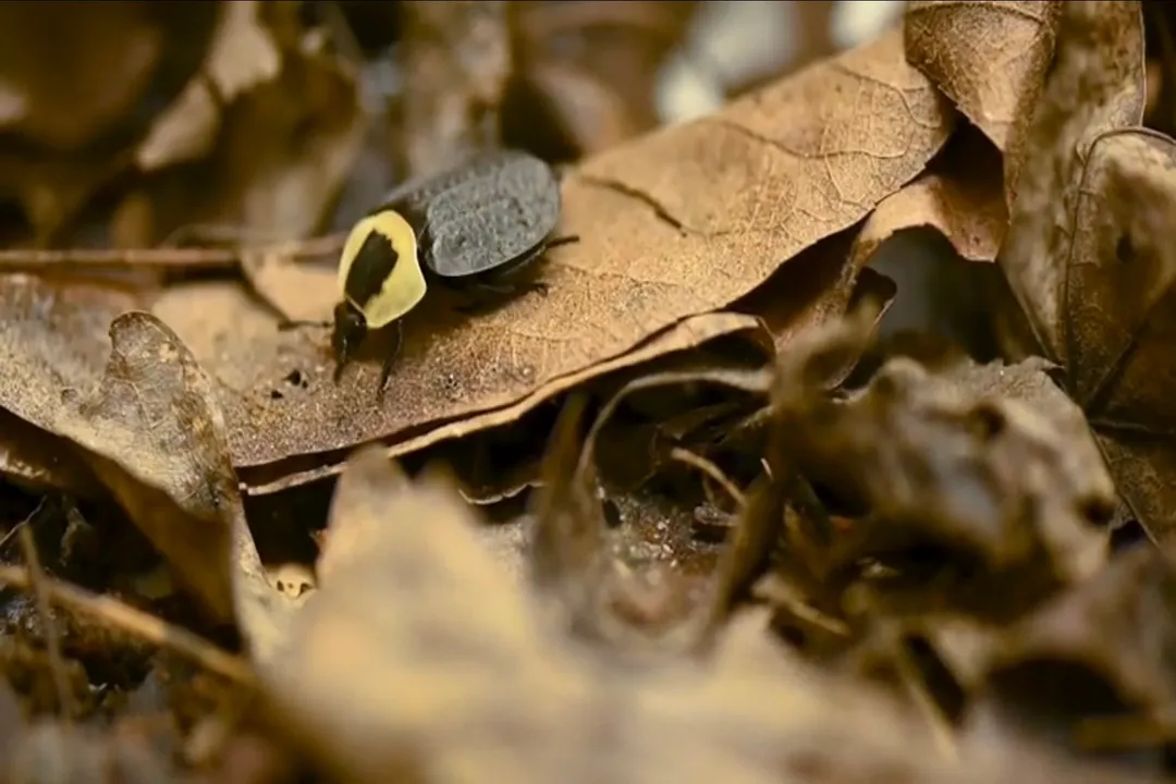 Are carrion beetles pests?, Burying Behavior