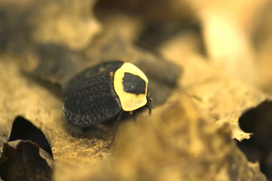 Are carrion beetles rare?, Parental Care