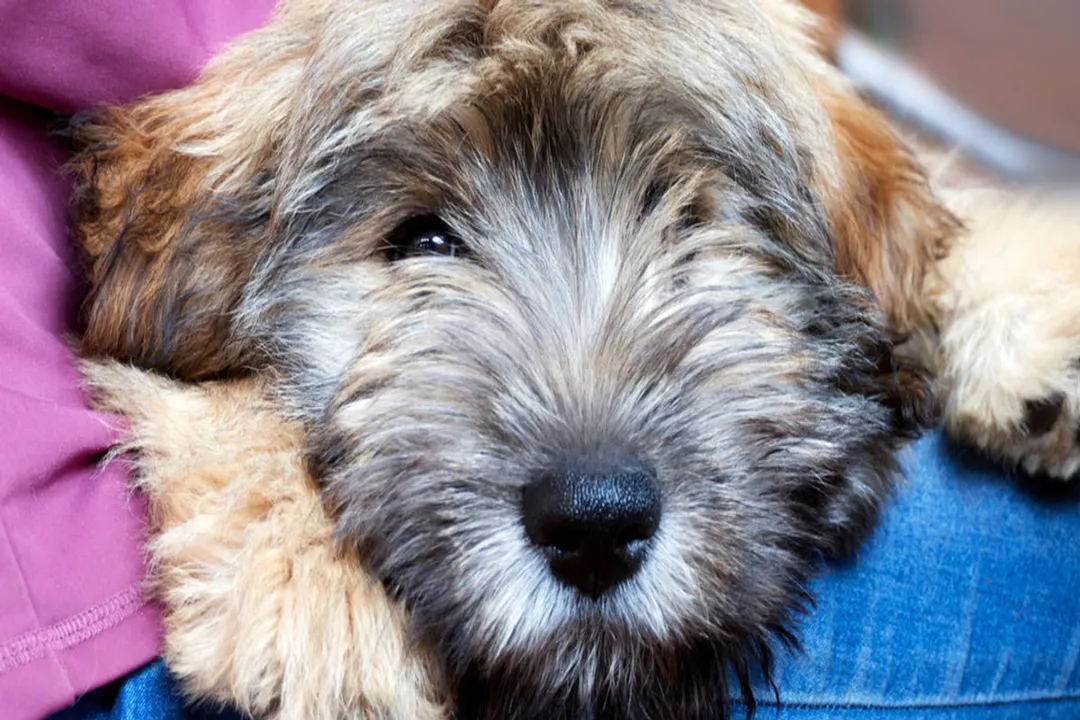 Are Catalan Sheepdogs rare?, Physical Traits