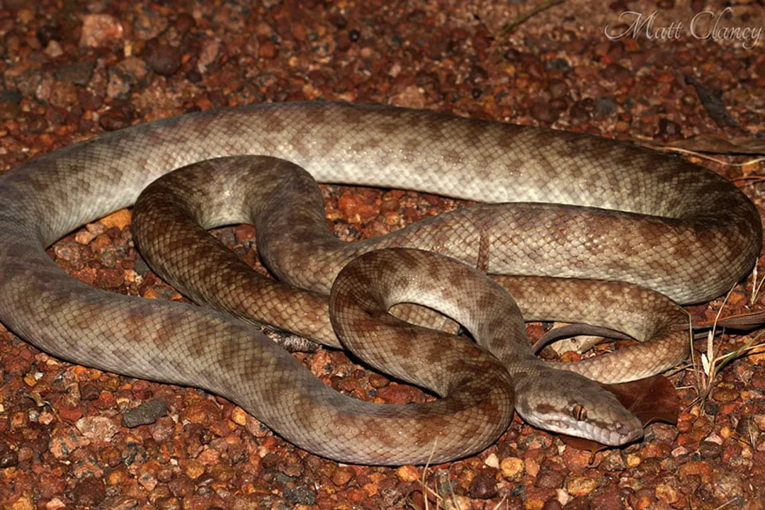 Are children's pythons good pets?, Basic Husbandry Needs