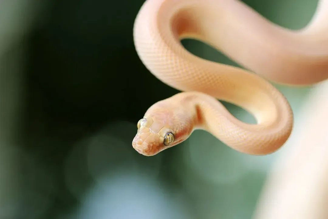 Are children's pythons good pets?