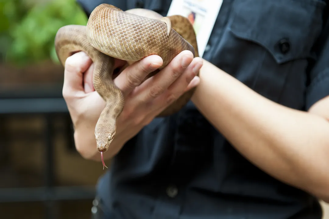 Are children's pythons good pets?, Temperament Profile