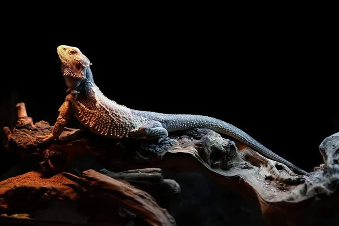 Are children's pythons good pets?, Small Stature