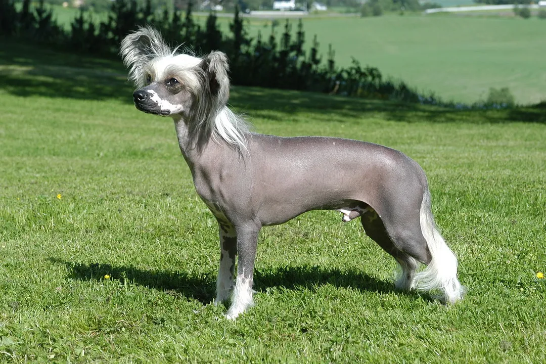 Are Chinese Crested dogs prone to seizures?