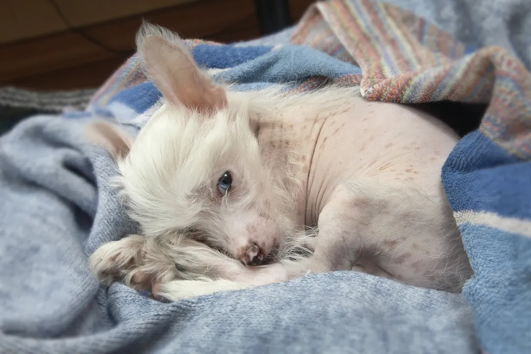 Are Chinese Crested dogs prone to seizures?, Epilepsy Context