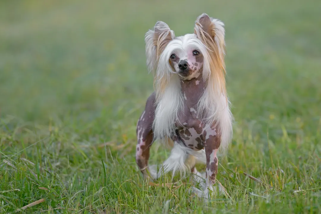 Are Chinese Crested high maintenance?