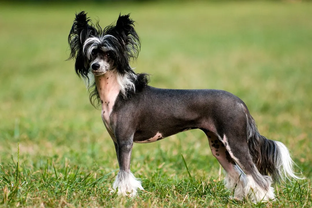 Are Chinese Crested picky eaters?