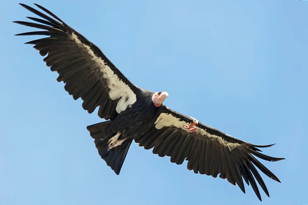 Are condors aggressive to humans?, Immense Size Factor