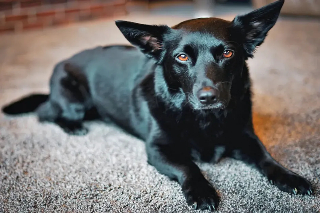 Are Corgi lab mix good dogs?, Activity Demands