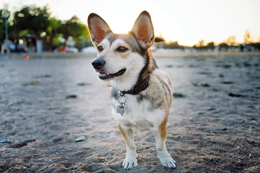 Are Corgi lab mix good dogs?, Health Watch List