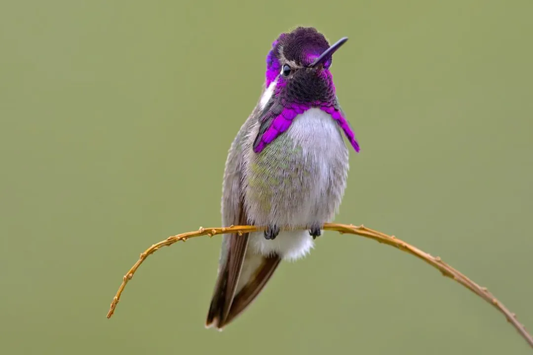 Are Costas hummingbirds rare?, Appearance and ID