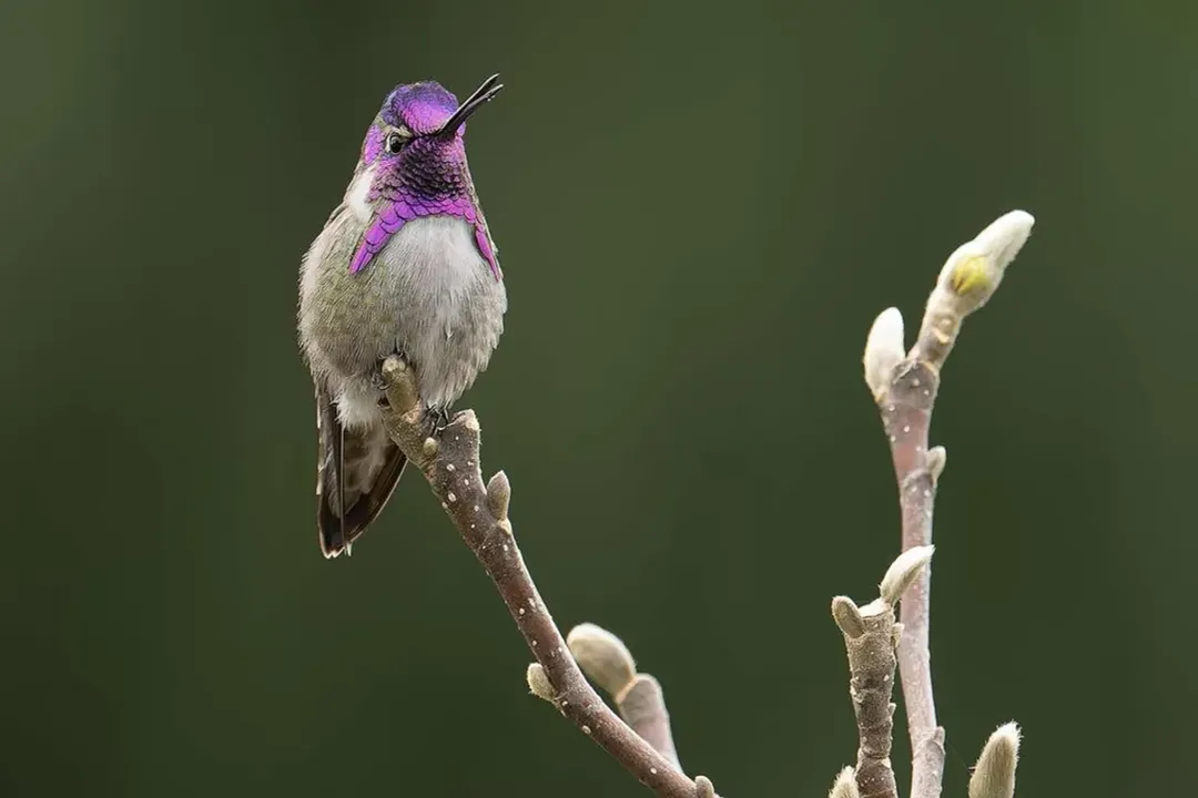 Are Costas hummingbirds rare?, Core Distribution