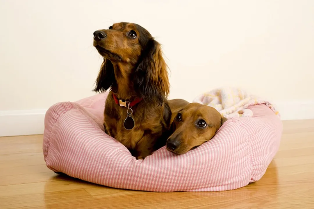 Are dachshunds very smart?, Adaptive Problem Solving