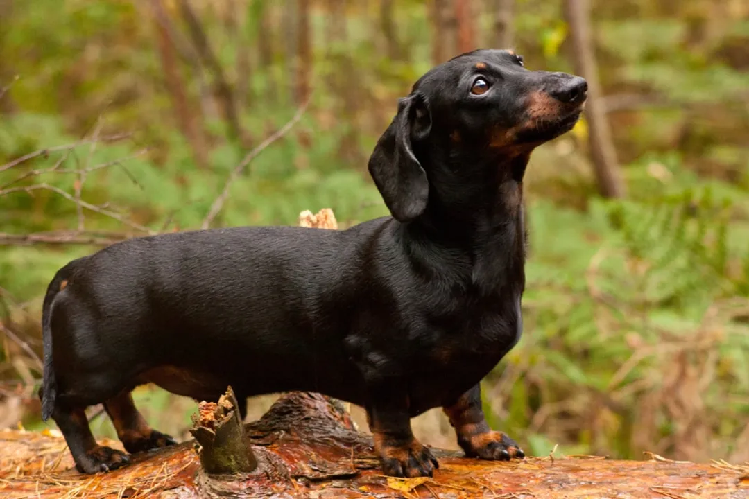 Are dachshunds very smart?