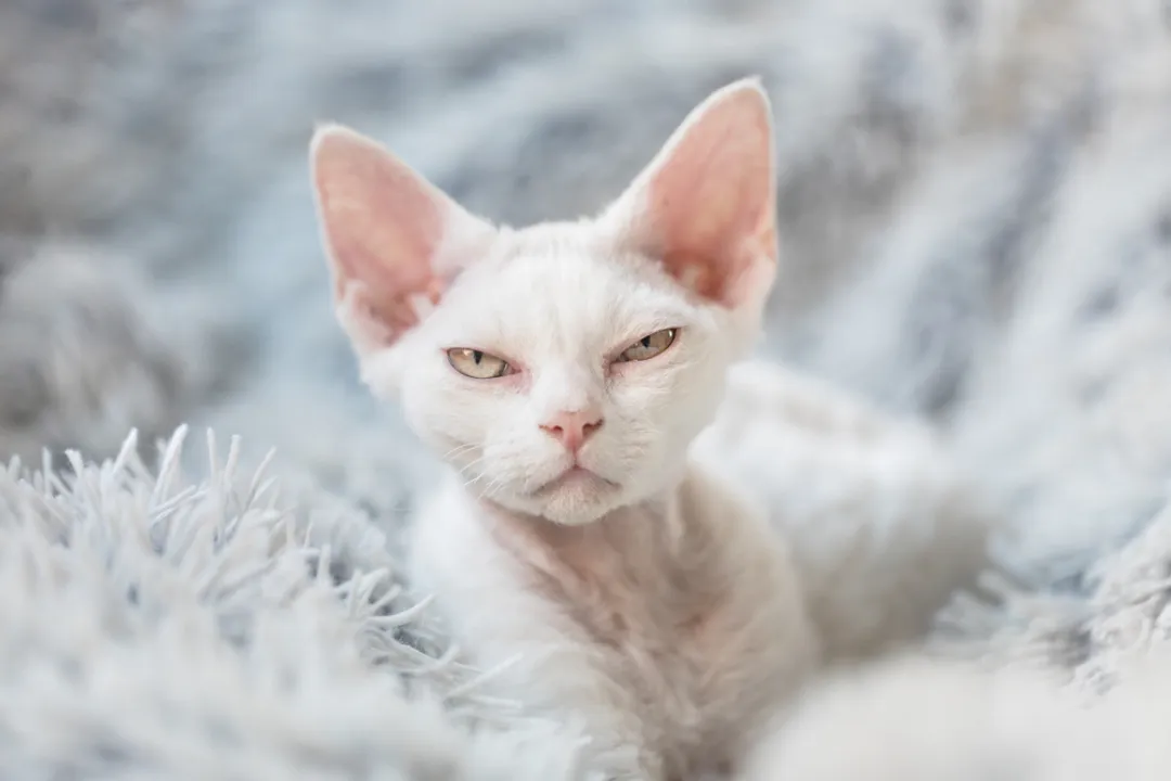 Are Devon Rex cats prone to health issues?, Skeletal Structure Concerns