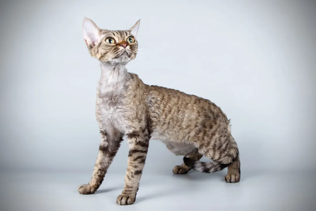Are Devon Rex cats prone to health issues?