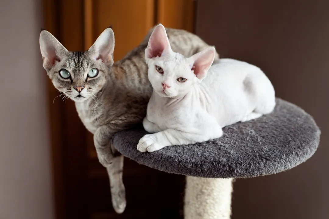 Are Devon Rex cats prone to health issues?, Coat and Skin Vulnerabilities