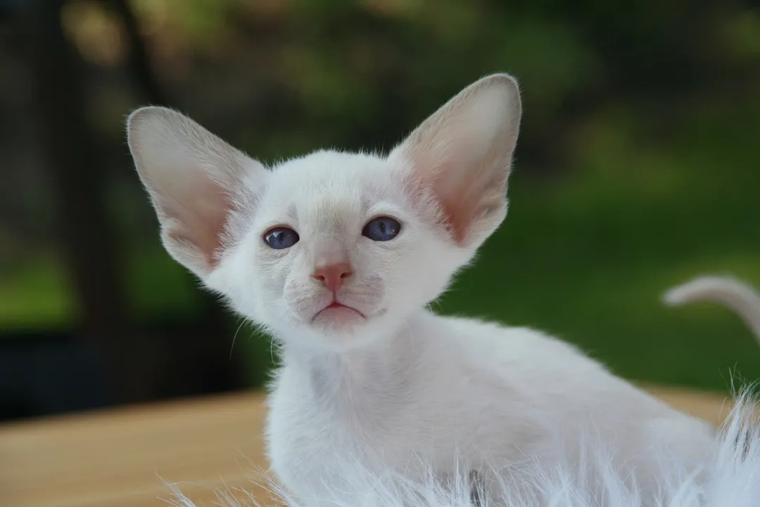 Are Devon Rex cats prone to health issues?, Inherited Conditions