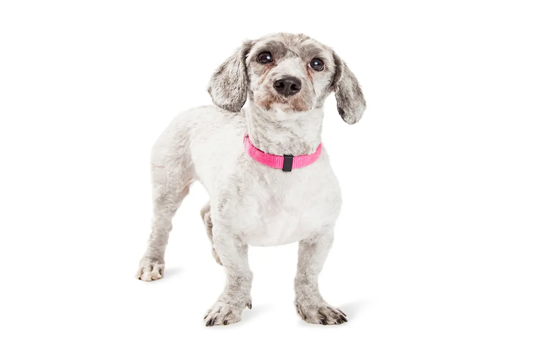 Are doxiepoos rare?, Market Presence Availability