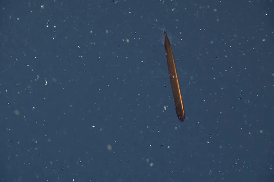 Are dragon fish in North America?, Creature Features