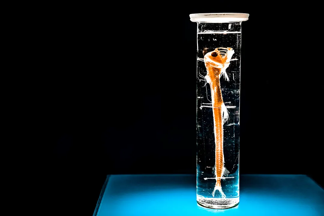 Are dragon fish in North America?