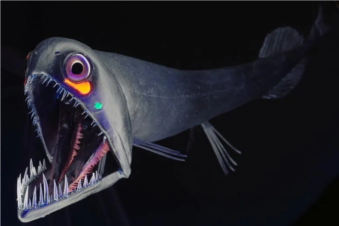 Are dragon fish in North America?, Deep Ocean Habitat