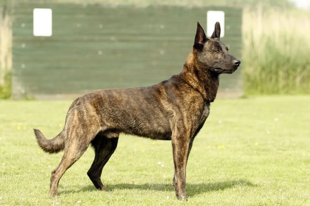 Are Dutch Shepherds cuddly?, Family Bonds