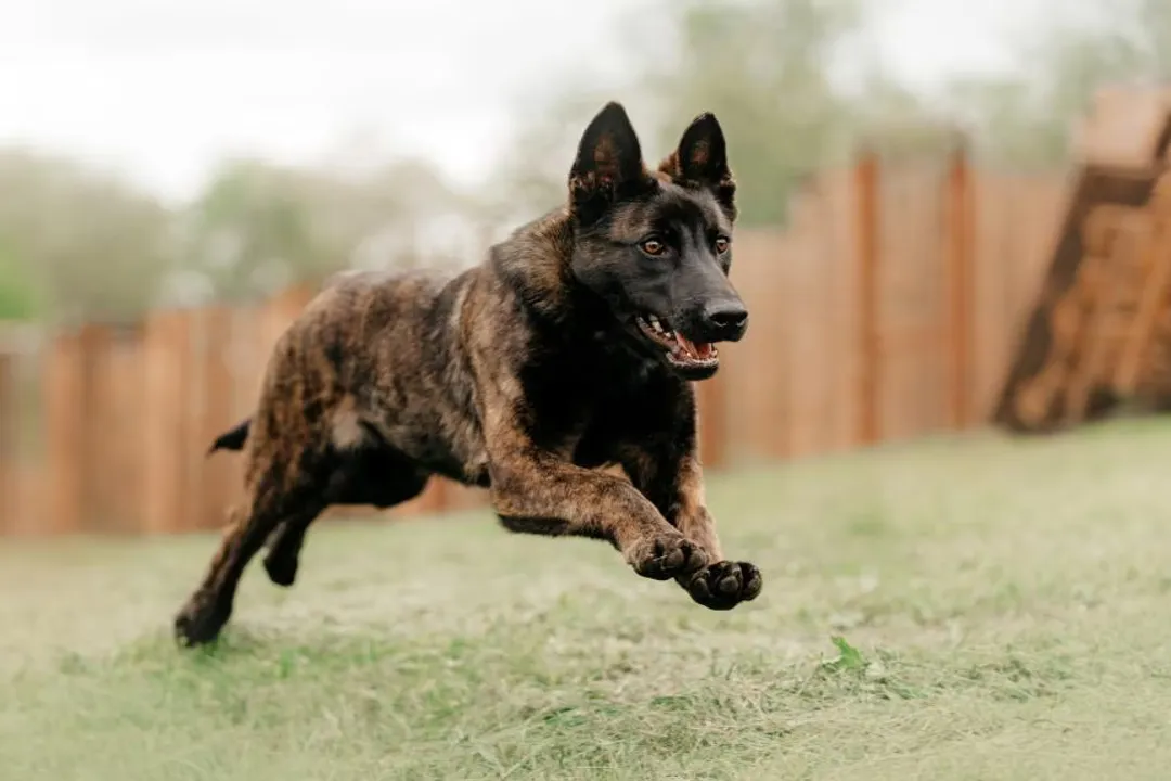 Are Dutch Shepherds cuddly?, Breed Temperament
