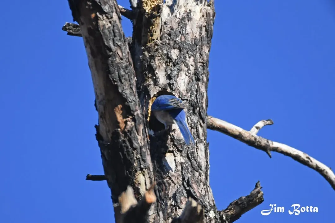 Are Eastern Bluebirds friendly to humans?, Territorial Defense