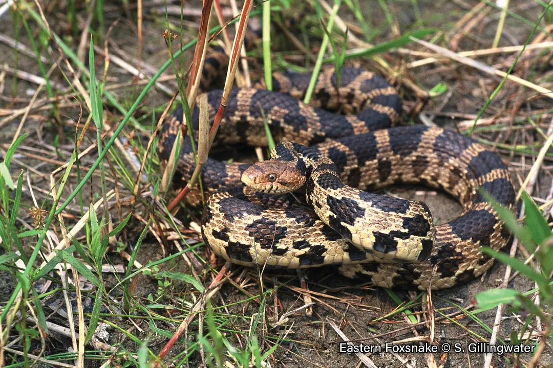 Are eastern fox snakes rare?, Identification Cues
