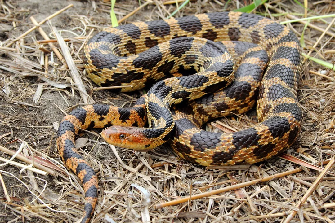 Are eastern fox snakes rare?, Range Status