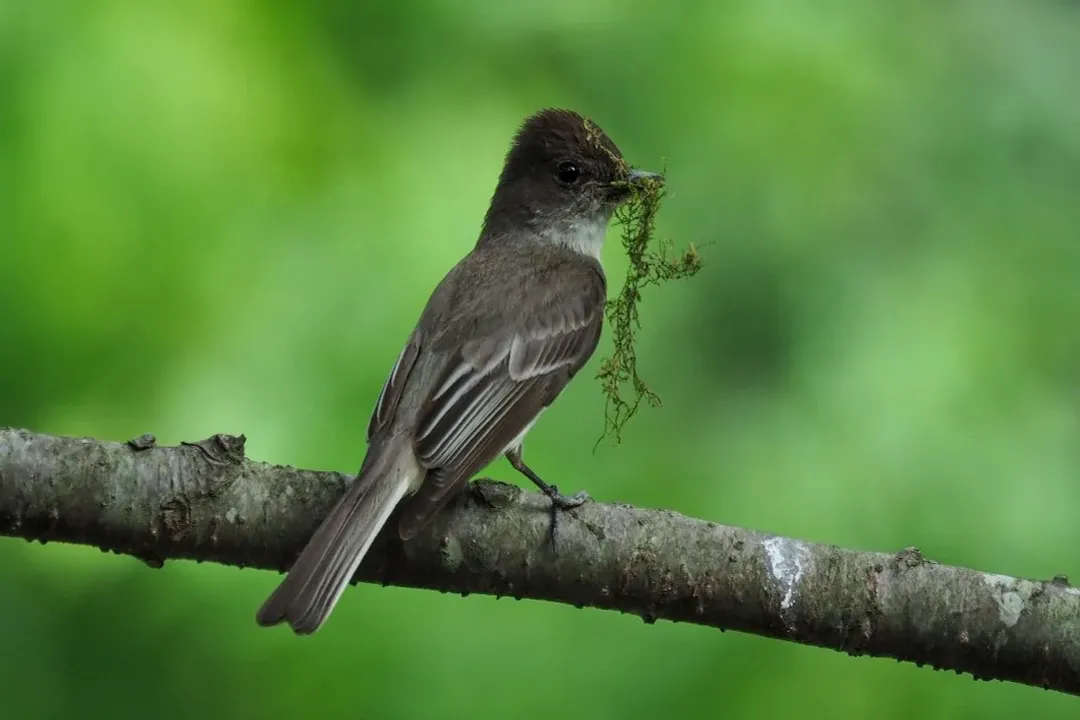 Are Eastern Phoebes friendly to humans?, Architectural Coexistence