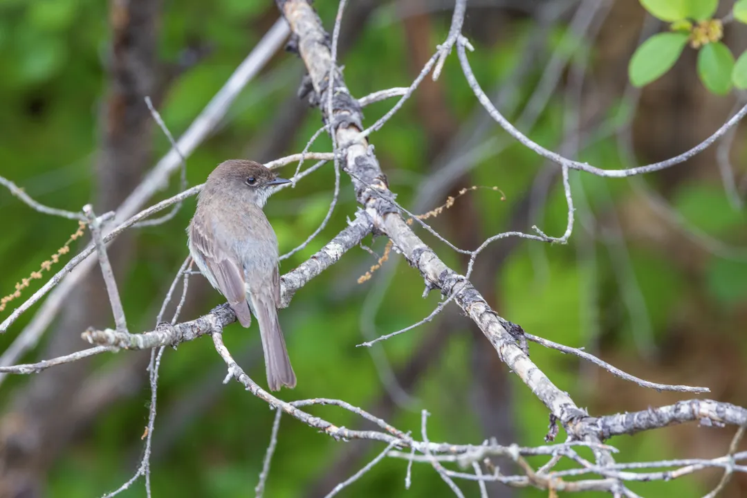 Are Eastern Phoebes rare?, Range Variation