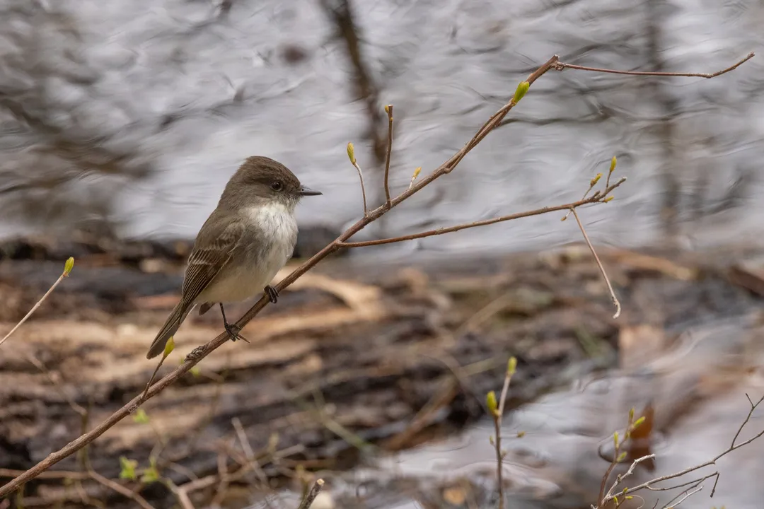 Are Eastern Phoebes rare?