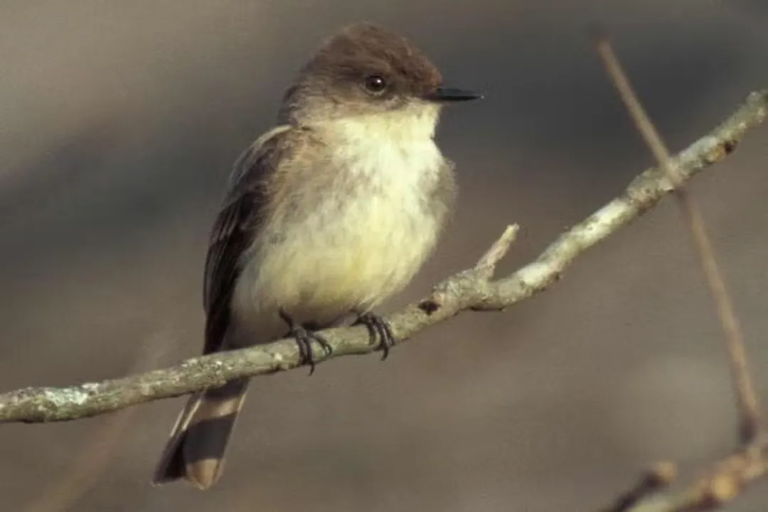 Are Eastern Phoebes rare?, Description Glance