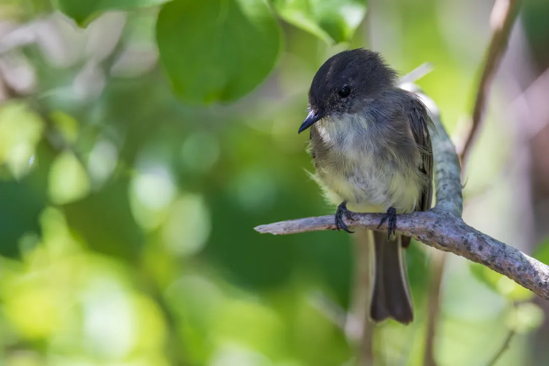 Are Eastern Phoebes rare?, Population Dynamics