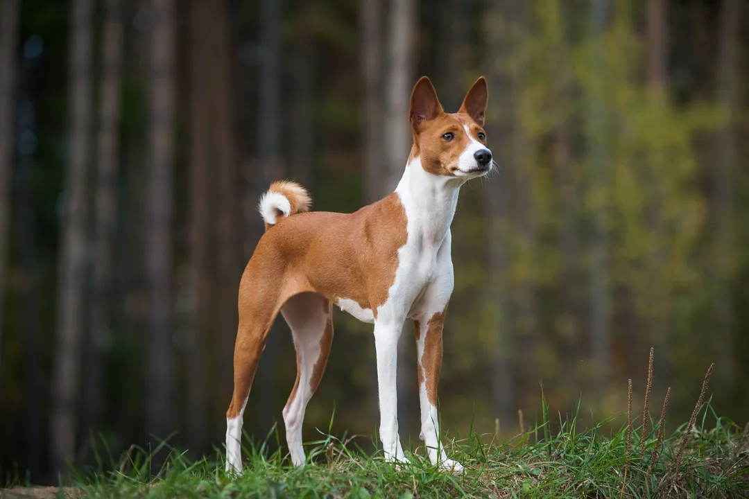 Are Egyptian dogs recognized by the AKC?, Breed Group Placement Versus Origin