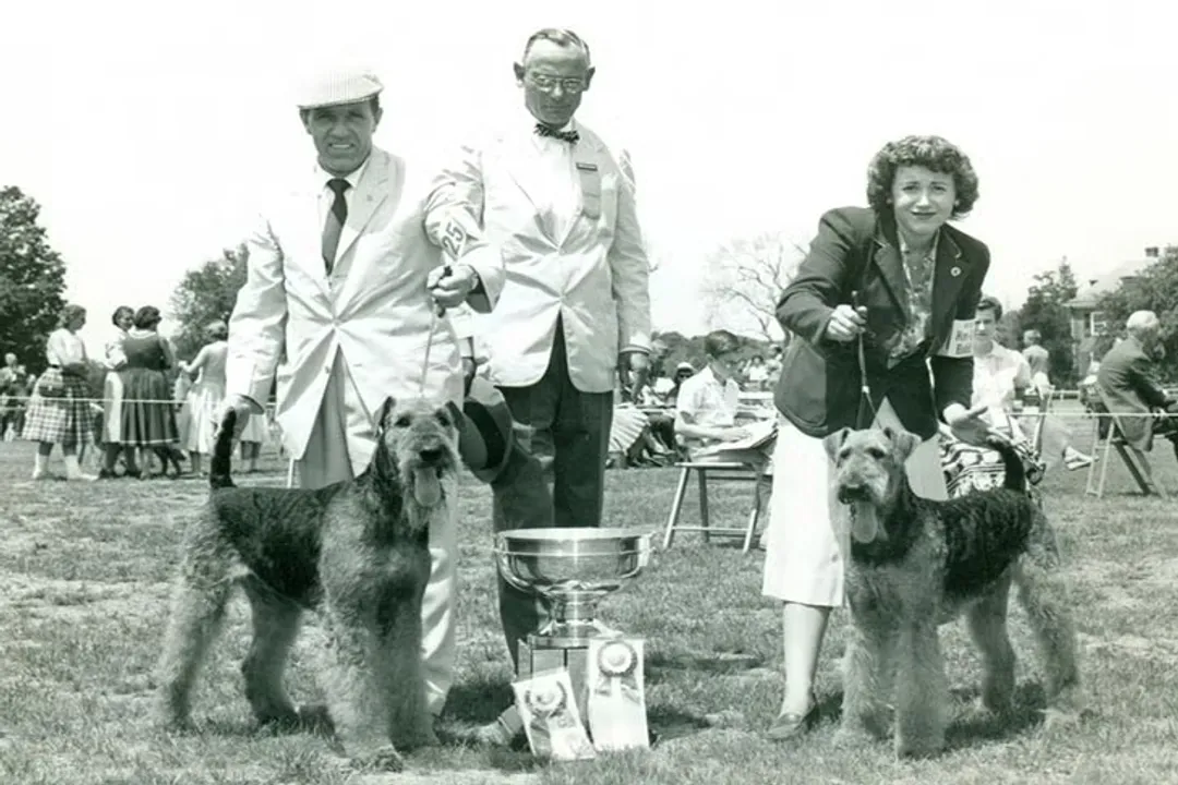 Are Egyptian dogs recognized by the AKC?